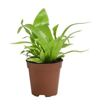 Nestfarn - Asplenium antiquum