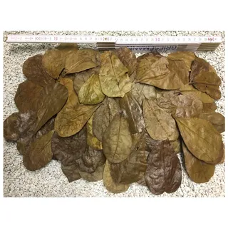 100 Stück Seemandelbaumblätter 6-9cm + viele Gratis (~50gr) Nano Größe jetzt NEU für die Kleinen - BLITZVERSAND im Karton, sorgfältig selektiert
