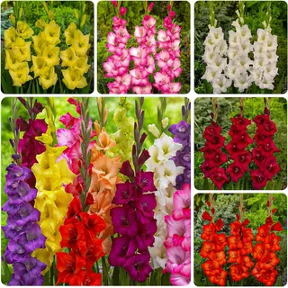Gladiolen Zwiebeln - 50 Blumenzwiebeln - Kollektion Mix von 7 Farben und
