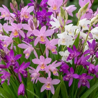 Winterharte Orchideen Echte Pflanzen - Bletilla Striata Mix Kollektion - 5 Rhizome - Stauden Winterhart Mehrjährig aus Holland - für Garten (keine Samen, keine Zwiebeln und nicht künstlich)