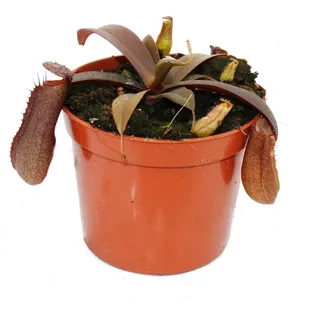 EXOTENHERZ Kannenpflanze - Nepenthes - 9cm