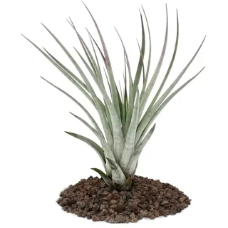 Exotenherz Tillandsia Fasciculata Lose Pflanze Groß