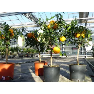 grünwaren Citrus Yuzu 70 - 80 cm, Zitronenbaum Zitrone, japanische Zitrone, winterhart