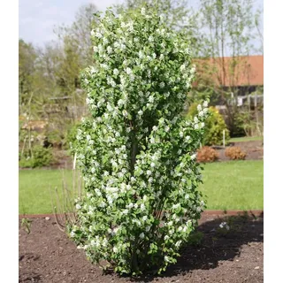 BALDUR Garten 1x Felsenbirne Amelanchier 'Obelisk®', Pflanze im 3 Liter-Topf, Trendpflanze mit Blüte & Frucht, wächst säulenförmig, winterhart, dekorativ, pflegeleicht, mehrjährig
