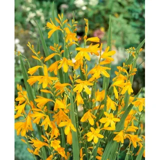Pflanzen Für Dich Crocosmia X Crocosmiifl.'george Davidson' Montbretie Ca. 11x11 cm Topf