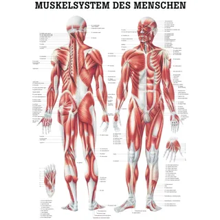 Lehrtafel, Poster - Muskelsystem des Menschen, laminiert, 50 x 70 cm
