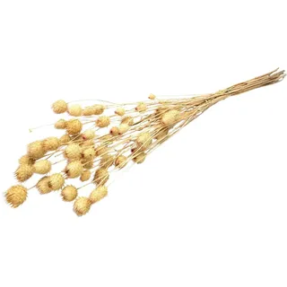 Trockenblume Erdbeerdistel in Natur, im Bund, Länge ca. 40 bis 60cm Boho-Deko, NaDeco