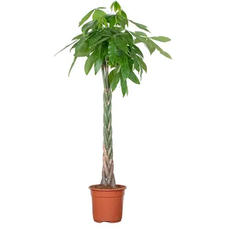 Bloomique - Pachira Aquatica - Glückskastanie - Zimmerpflanzen Groß - Luftreinigend - Pflegeleicht - Höhe 130-150 cm - Topf 27 cm