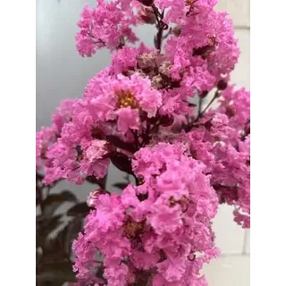 Chinesische Kräuselmyrte Rhapsody in Pink - Lagerstroemia indica - 40-60cm