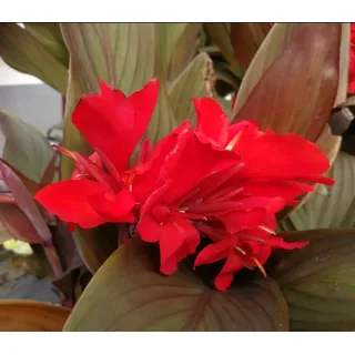 florari Canna indica Endeavour/Rotes Indisches Blumenrohr