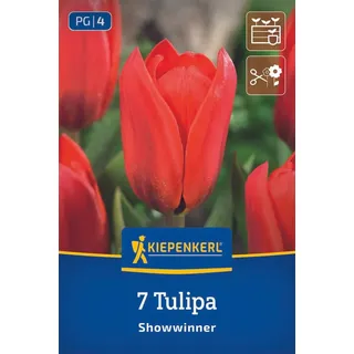 Kiepenkerl Kaufmanniana-Tulpe Showwinner 7 Zwiebeln