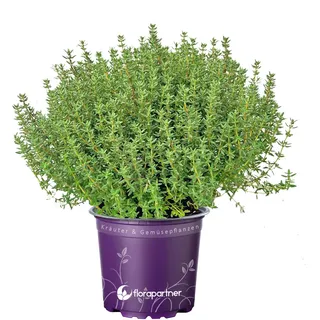 Italienischer XL Thymian (Thymus vulgaris) – Aromatische, kräftige Freilandpflanze im 14 cm Topf | florapartner | Perfekt für Küche & Garten, 1 Stück