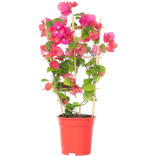 Plant in a Box - Bougainville - Bougainvillea 'Dania' - Höhe 50-60cm - Topf 17cm