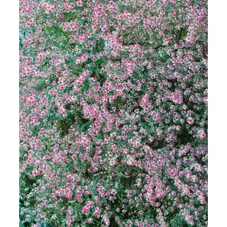 Pflanzen Für Dich Aster lateriflorus Lady in Black', Myrtenaster ca. 11x11 cm Topf