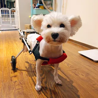 Cora Pet Wagen Hunderollstuhl Rollstuhl Dog Wheelchair für Hunde Katze Hase, Hinterbein/Hintere Füße, Rollwagen Gehhilfe Hundegehilfe Hunderollwagen, Haustier von 2~44 lb