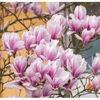 Tulpenmagnolie, Magnolia x soulangeana, mehrtriebig, 60-80cm im 3L Topf