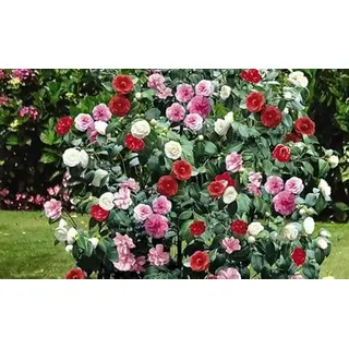 3x Kamelie (Camellia Japonica) in Rot, Rosa und Weiß - Kamellien