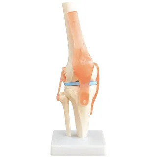 Anatomie Skelett Modell Kniegelenk Lehrmodelle Lebensgroß Anatomisches Körper Modell des Knie mit Beweglichem Knie Gelenk Kreuzband Sehne auf Ständer MedMod