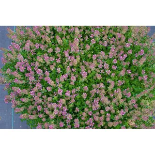 Pflanzen Für Dich Thymus Praecox 'purpurteppich' P 0,5