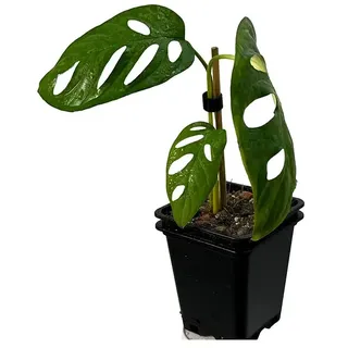 Fensterblatt Rarität  (Monstera obliqua aff. Cuyabeno, Topfgröße: 9,4 cm)