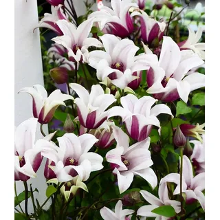 BALDUR Garten Zierstrauch Tulpen-Clematis 'Princess Kate®', im 2-Liter Topf, 1 St., Blühfreude, winterhart, mehrjährig, pflegeleicht bunt