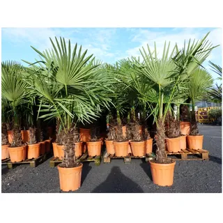 grünwaren XXL Palme winterhart 160 cm Trachycarpus fortunei, Hanfpalme, Top-Qualität