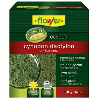 Semilla Cynodon Dactilon mehrfarbig