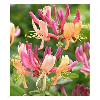 BALDUR Garten 1x Geißblatt Goldflame, Pflanze im 2 Liter-Topf | Lonicera heckrottii, winterhart, pflegeleicht, schnell wachsend, blühende Kletterpflanze, duftende Blüten, lange blühend