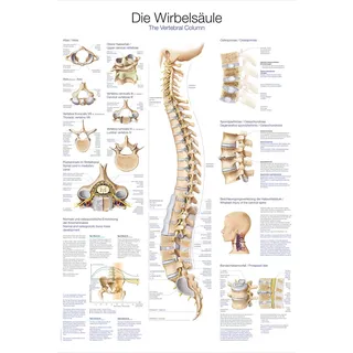ERLERZIMMER Anatomische Lehrtafel Die Wirbelsäule 70 x 100 cm Kunststoff-Folie, mit Beleistung 1 Stück