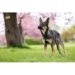 Wolters Professional Comfort Hundegeschirr olive/schwarz 70-85 cm