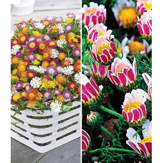 BALDUR Garten Bodendecker Blühende-Bodendecker-Kollektion, 8 St., Blütenreich, genügsam, winterhart, mehrjährig, pflegeleicht