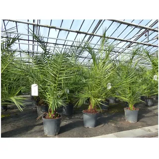 grünwaren Palme 140 cm, Phoenix canariensis, kanarische Dattelpalme, kräftige Palmen Premium Qualität