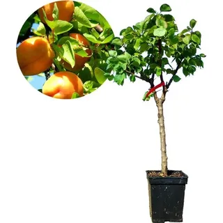 Prunus armeniaca - Mini Aprikose - Zwerg Aprikosenbaum - 5 Liter Topf -70cm