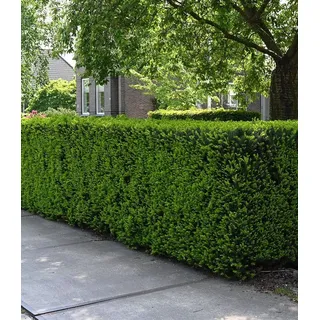 BALDUR Garten Hecken Taxus Eiben-Hecke, 1 St., Gemeine Eibe, immergrün,winterhart, mehrjährig, pflegeleicht grün