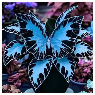 Mitternachtsblau Hosta Winterharte Mehrjährige Einfach Zu Pflegen,Seltene-6rhizome-H