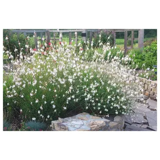 Stauden Gänge 3 x Gaura lindheimeri 'Whirling Butterflies‘ (Stauden/Staude/Winterhart/Mehrjährig) Prachtkerze weiß - Dauerblüher - Schwebende Blüten, die wie Schmetterlinge wirken