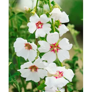 Pflanzen Für Dich Strauchmalve Lavatera x olbia Blushing Bride