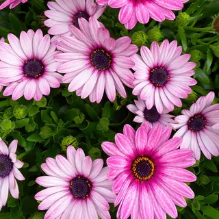 Kölle's Beste! Kapkörbchen rosa, Topf-Ø 12 cm, 6er-Set