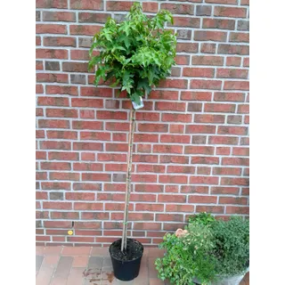 Amberbaum, Höhe: 170-180 cm, Liquidambar styraciflua Gumball + Dünger