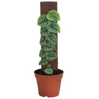 Fensterblatt - Monstera dubia am Kratistestab, Grün, Silber