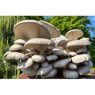 Austernpilz-Pilzzuchtkultur XXL, BIO