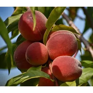 Pfirsich 'Benedicte', Apricot