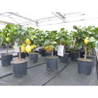 grünwaren Grünwaren: echter Zitronenbaum 50 - 70 cm Zitrone Citrus Limon Zitruspflanze