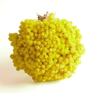 Immortelle getrocknet in Gelb italienische Strohblumen gelbe Deko Trockenblumen im Bund 30 cm lang 15-20 Stiele ca. 100 g Immortelle Helichrysum italicum