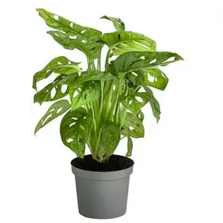 Fensterblatt - Monstera adansonii