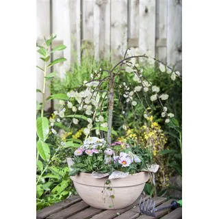 pflanzen-für-dich.de - Salix Caprea 'pendula' Sta C 5 Krone Mehrj. Sth. 80-