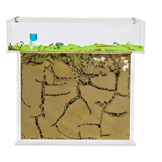 AntHouse - Natürliche Ameisenfarm aus Sand | T Acryl Set Big 25x20x1,5 cm | Inklusive Ameisenkolonie