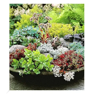 BALDUR Garten Winterharte Sedum-Mischung, 6 Pflanzen, Fetthennen Hauswurz Stauden Sortiment, winterharte mehrjährige Stauden, trockenresistent, pflegeleicht, Wasserbedarf gering, blühend