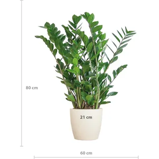 Everspring Zimmerpflanze Biokunststofftopf, glänzende Blätter – Zamioculcas Zamiifolia | Everspring