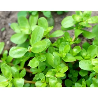 Gemüse-Portulak – Portulaca oleracea sativa – Sommerportulak – Knackiges Blattgemüse voller Vitamine & Frische – 1000 Samen